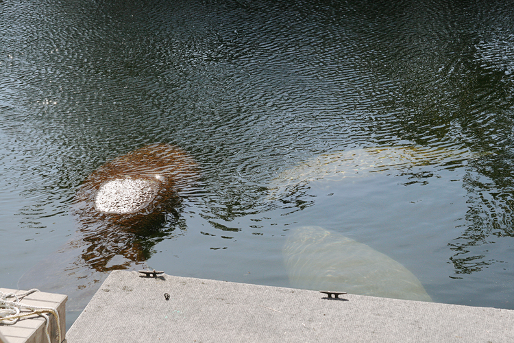 055 Manatees