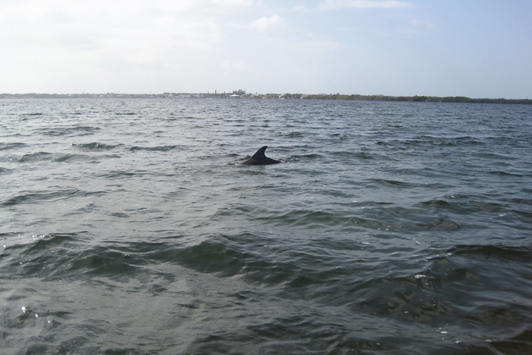 084 Dolphins