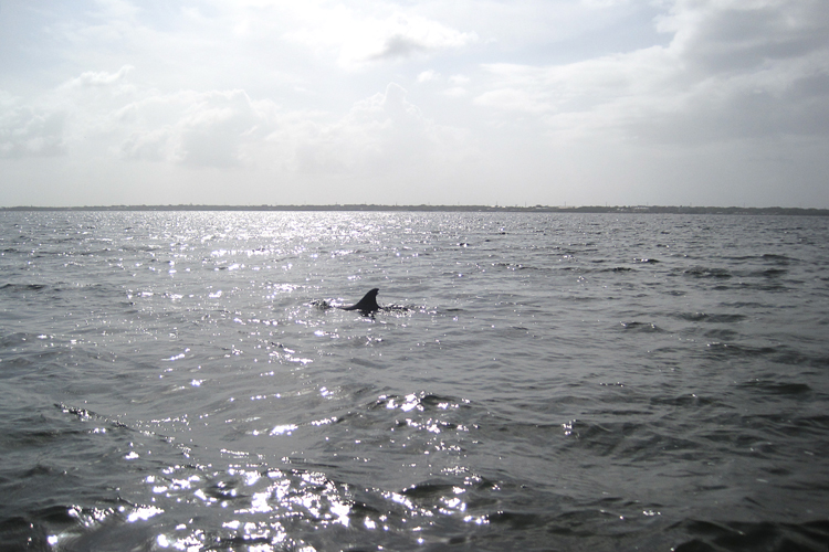 085 Dolphins