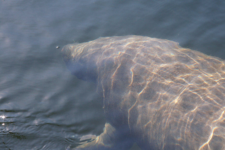 57 Manatees