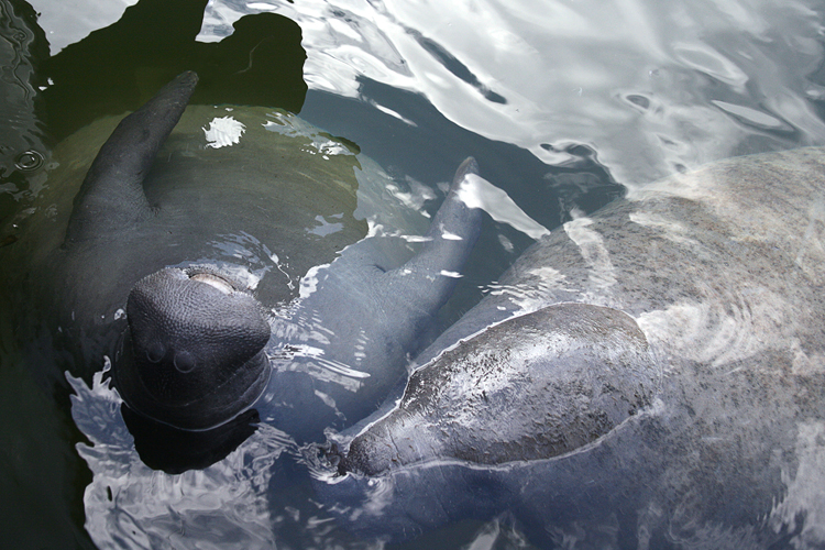 61 Manatees