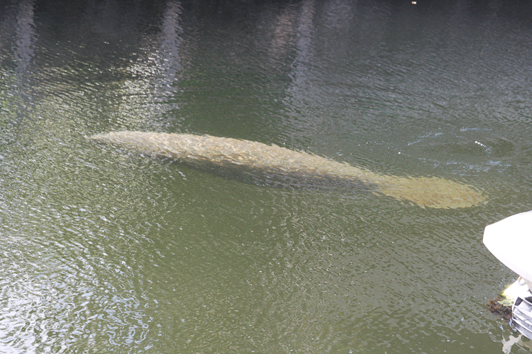 62 Manatees