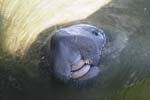 58 Manatees