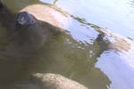 59 Manatees