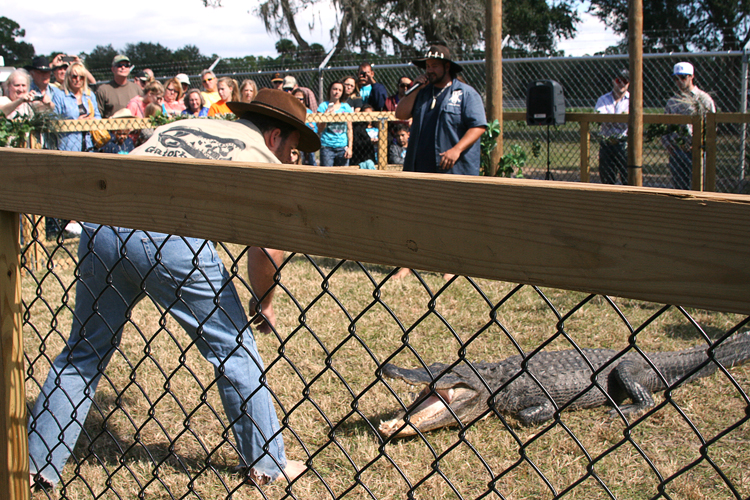 Brighton Field Days 04