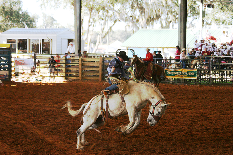 Brighton Field Days 23