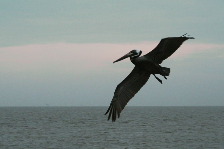 26 Gulf Shores