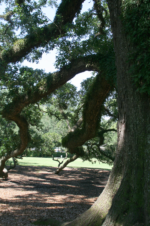 093 Oak Alley Plantation