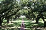 089 Oak Alley Plantation